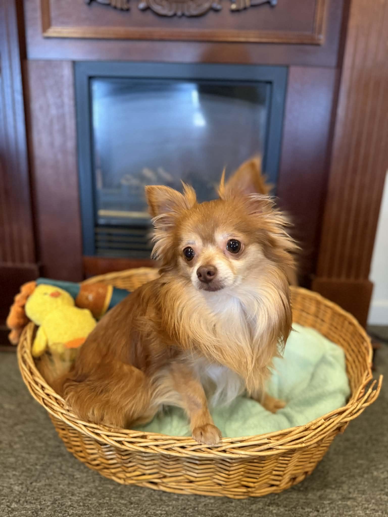 Enlarge ODY, a ADOPTABLE Chihuahua in Port Clinton, OH image 1/3