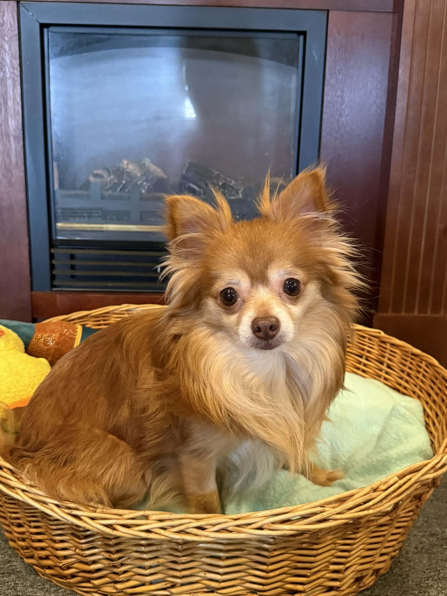 Enlarge ODY, a ADOPTABLE Chihuahua in Port Clinton, OH image 2/3