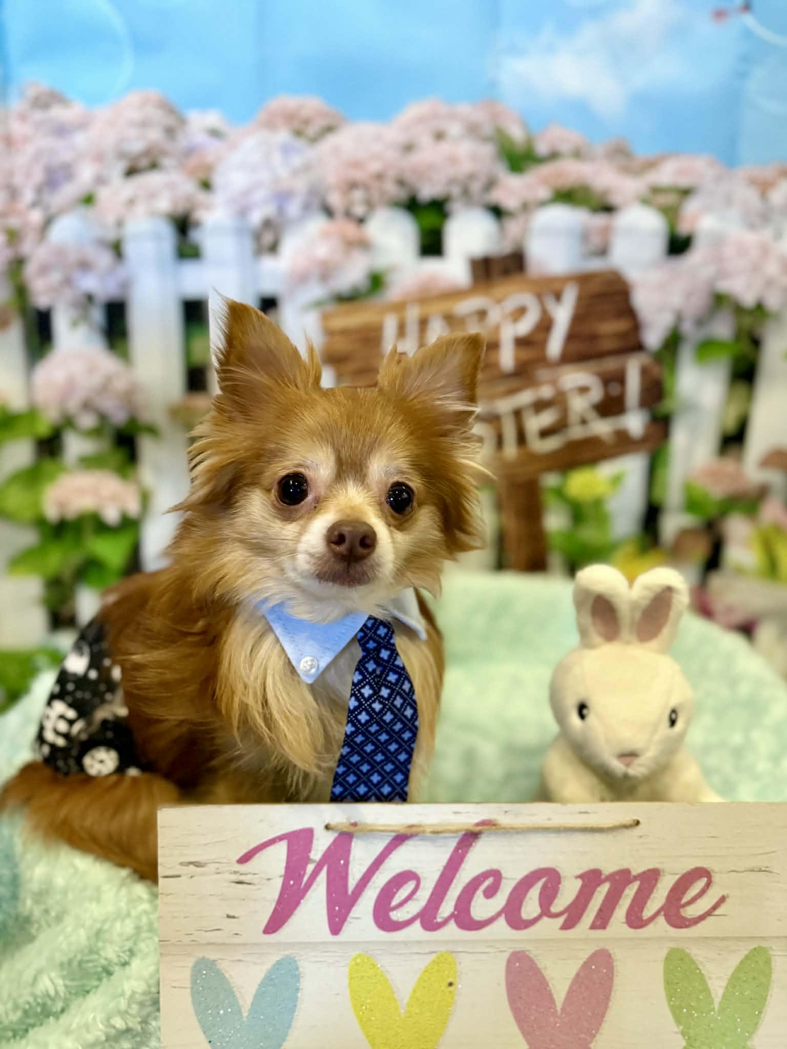 Enlarge ODY, a ADOPTABLE Chihuahua in Port Clinton, OH image 3/3