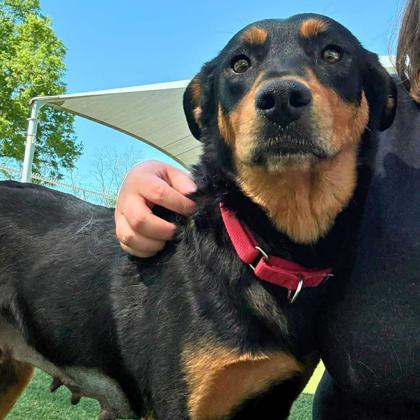 Tuna, Adoptable, Adult Female German Shepherd Dog & Mixed Breed.