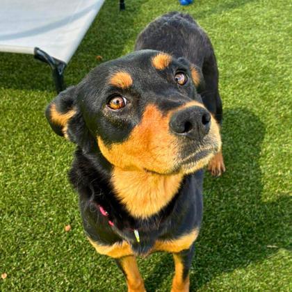 Enlarge Tuna, a Adoptable mixed breed in Gastonia, NC image 2/3