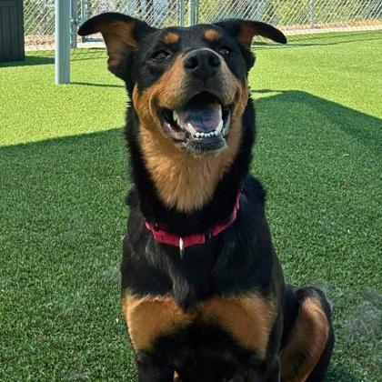 Enlarge Tuna, a Adoptable mixed breed in Gastonia, NC image 3/3