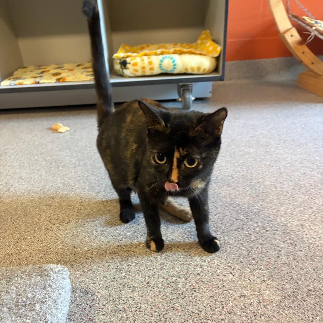 Enlarge Moma (Samantha), a Adoptable Domestic Short Hair in Sarasota, FL image 1/6