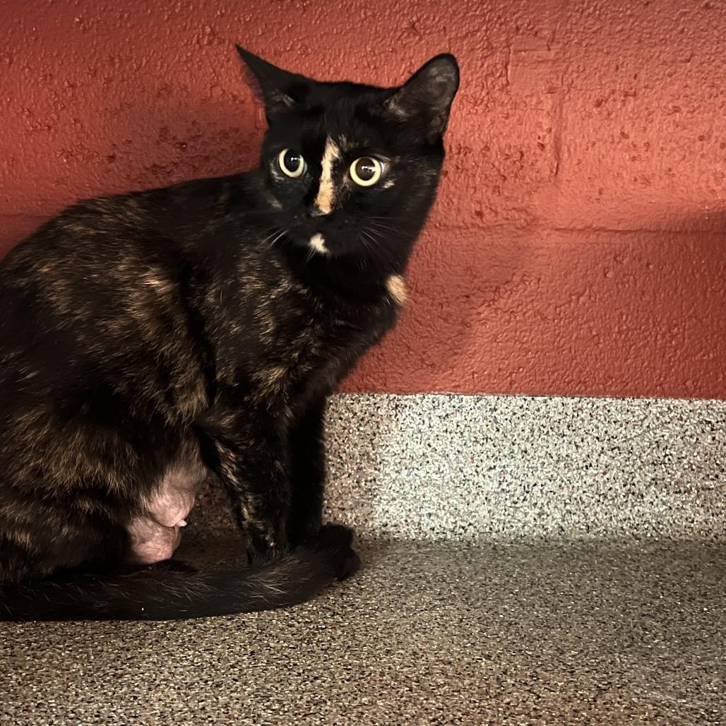 Enlarge Moma (Samantha), a Adoptable Domestic Short Hair in Sarasota, FL image 2/6