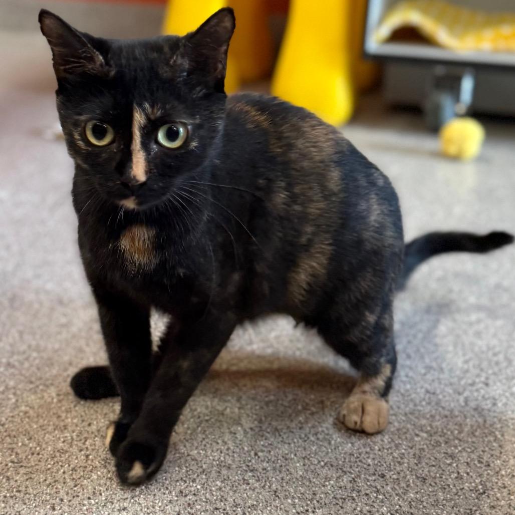 Enlarge Moma (Samantha), a Adoptable Domestic Short Hair in Sarasota, FL image 3/6