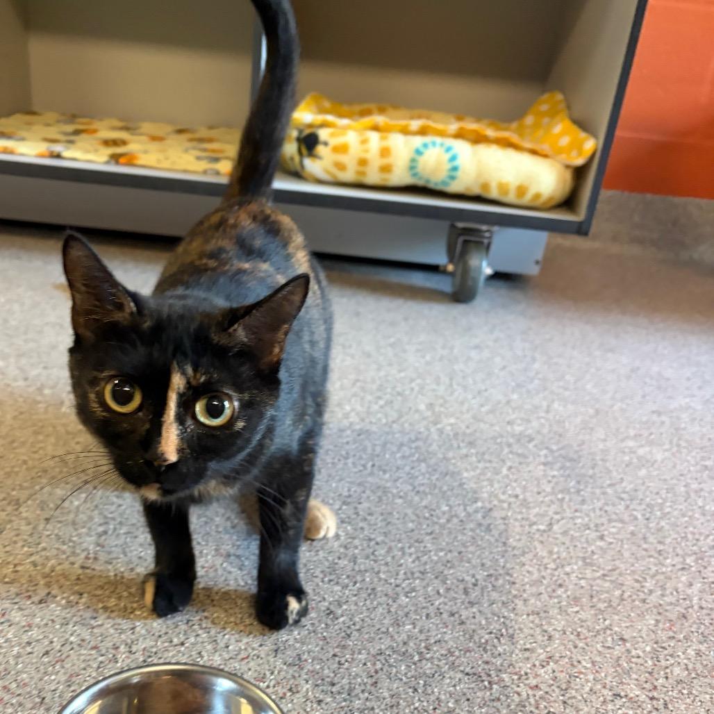 Enlarge Moma (Samantha), a Adoptable Domestic Short Hair in Sarasota, FL image 4/6