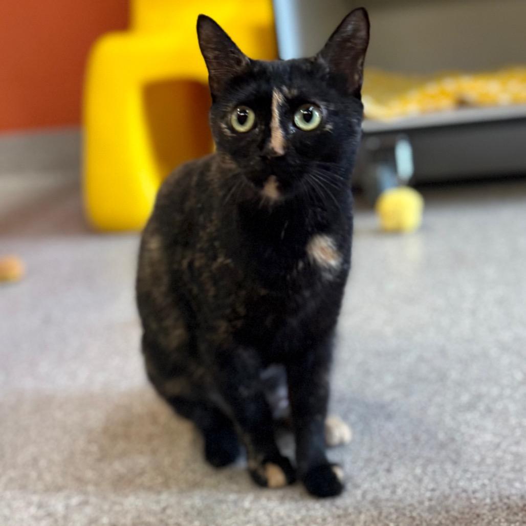 Enlarge Moma (Samantha), a Adoptable Domestic Short Hair in Sarasota, FL image 5/6