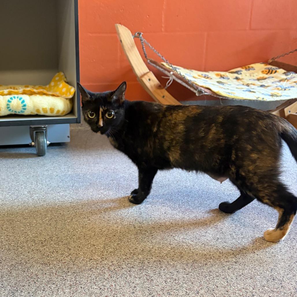 Enlarge Moma (Samantha), a Adoptable Domestic Short Hair in Sarasota, FL image 6/6