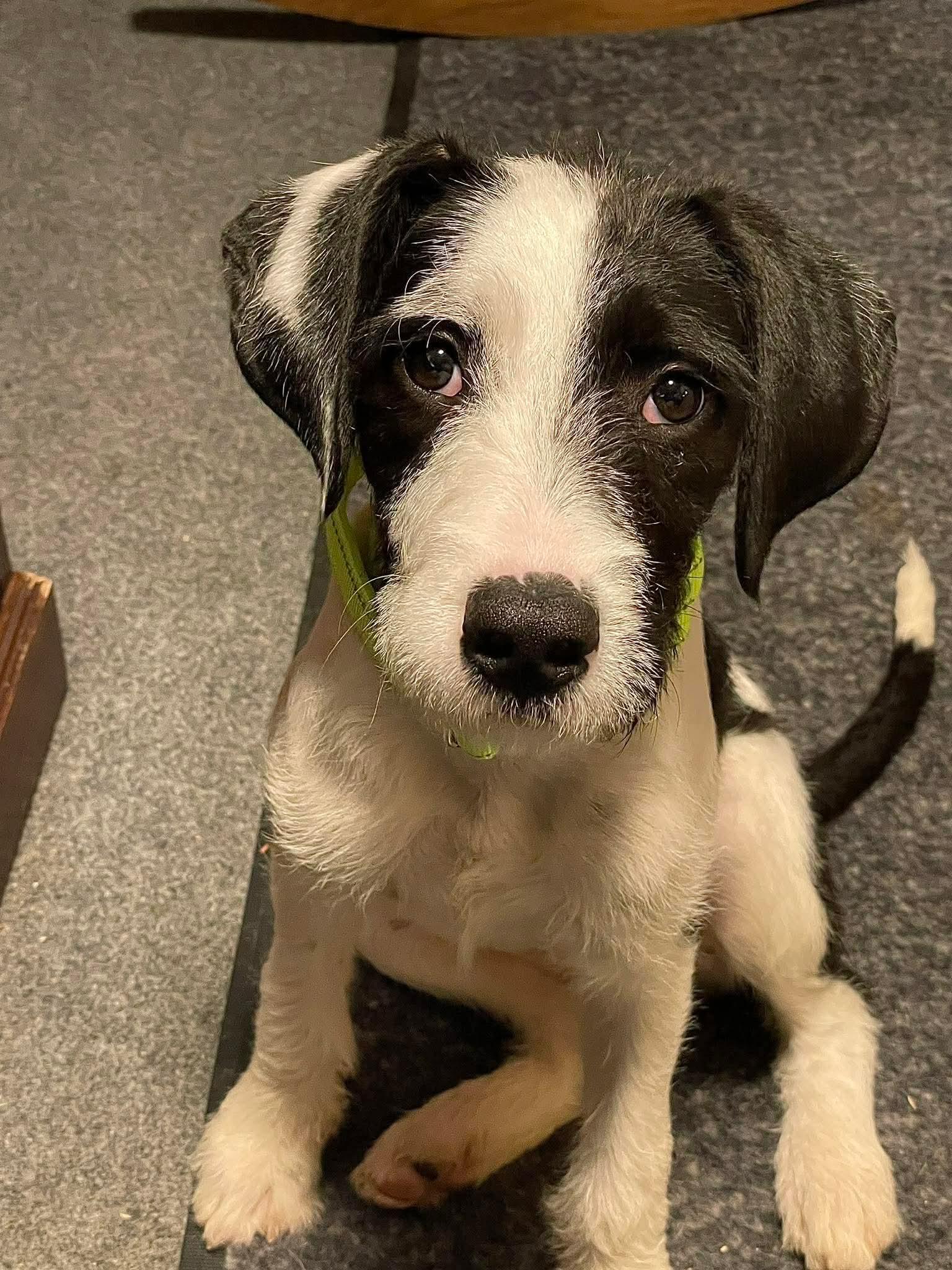 Miss MooCow, adopted, Puppy Female Terrier.
