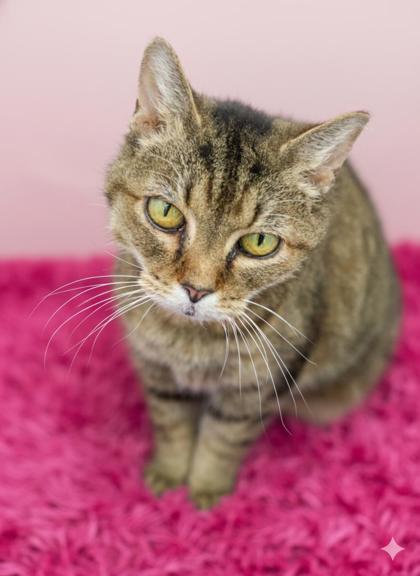 Enlarge Dixie, a Adoptable mixed breed in Bowling Green, KY image 1/3