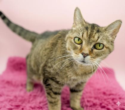 Enlarge Dixie, a Adoptable mixed breed in Bowling Green, KY image 2/3