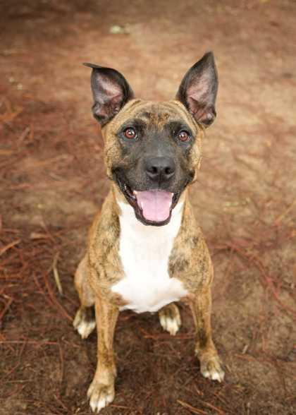 Enlarge Elisha 64339, a Adoptable mixed breed in Aiken, SC image 1/1