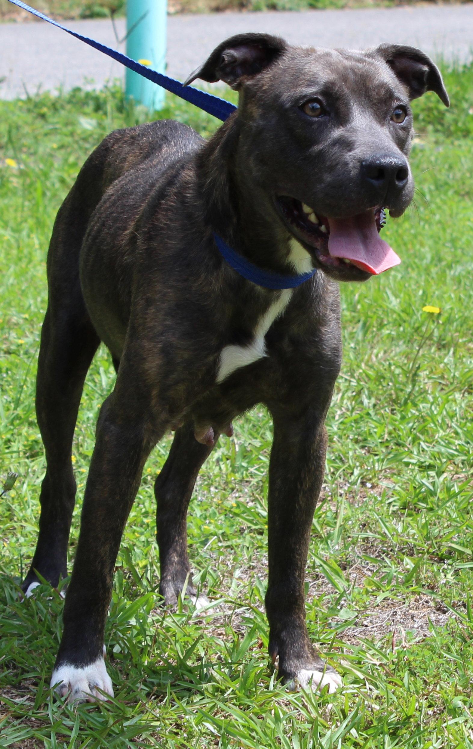 June 43627, Adoptable, Adult Female Pit Bull Terrier.