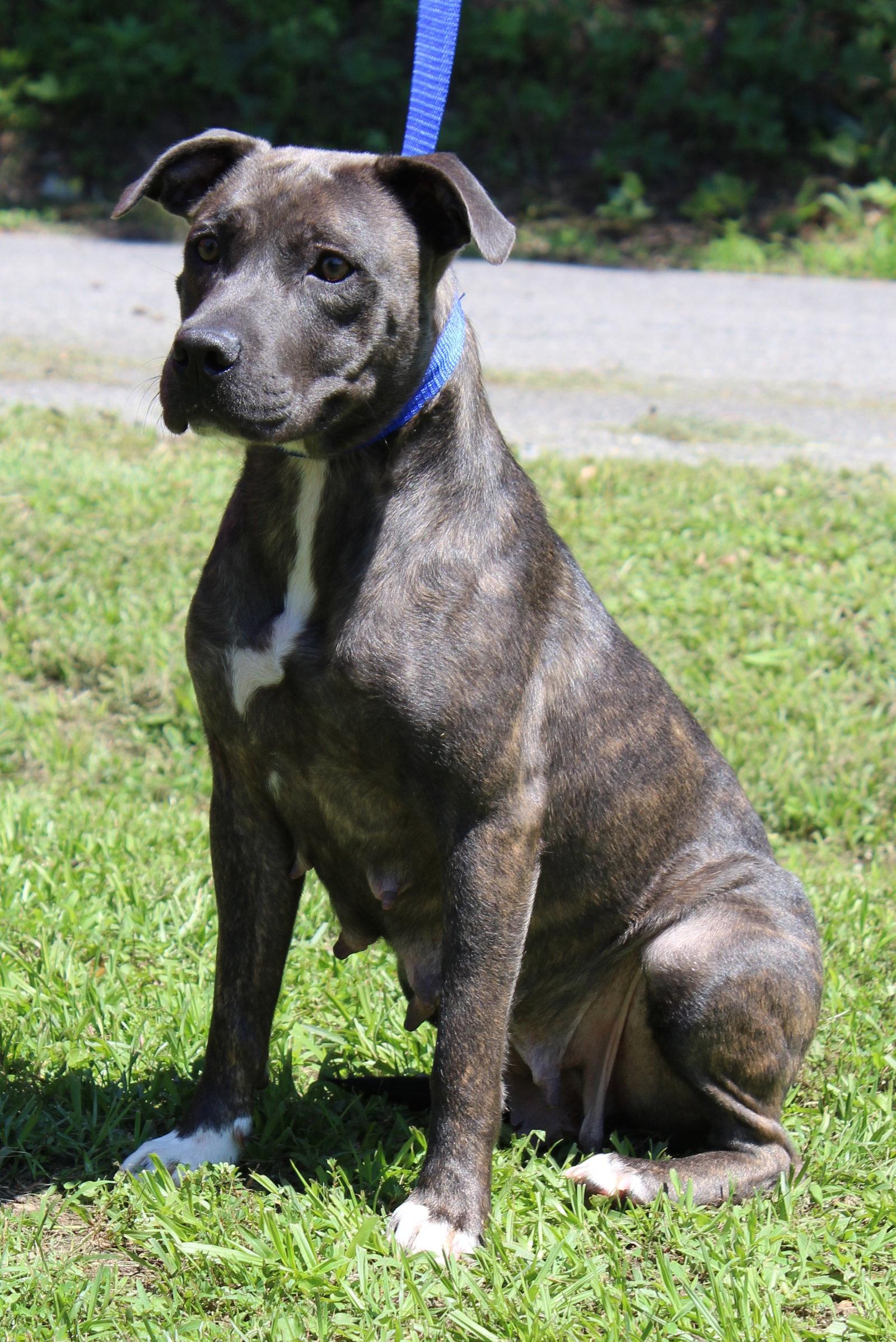 June 43627, a Adoptable Pit Bull Terrier in Prattville, AL image 2/3