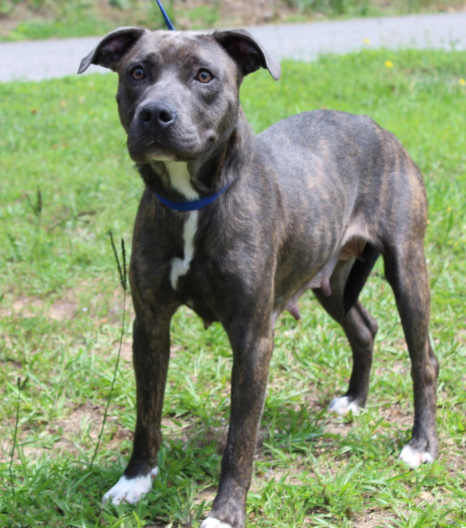 June 43627, a Adoptable Pit Bull Terrier in Prattville, AL image 3/3
