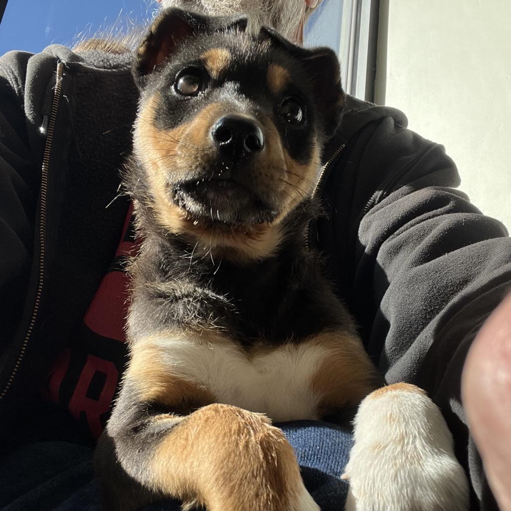 Deandra-Dee Dee, a Adoptable mixed breed in Tuba City, AZ image 2/6