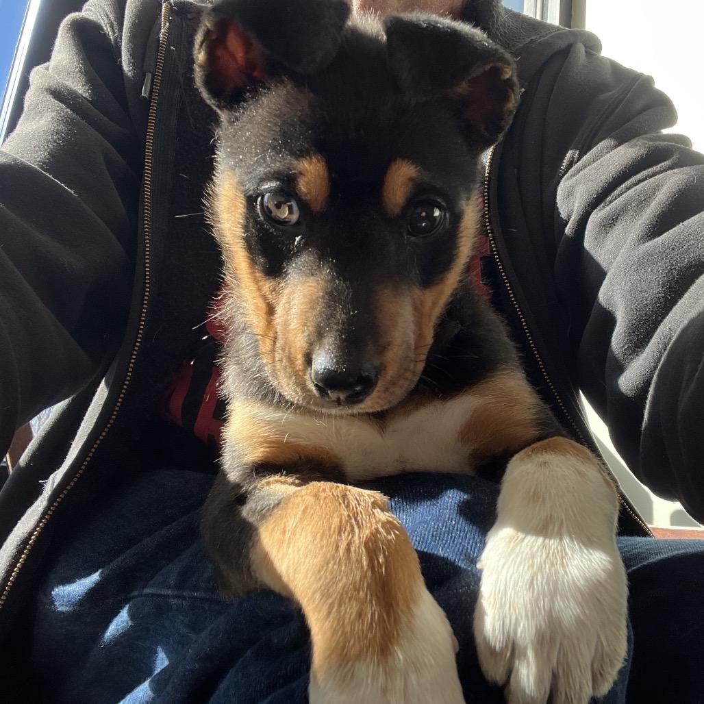 Deandra-Dee Dee, a Adoptable mixed breed in Tuba City, AZ image 3/6