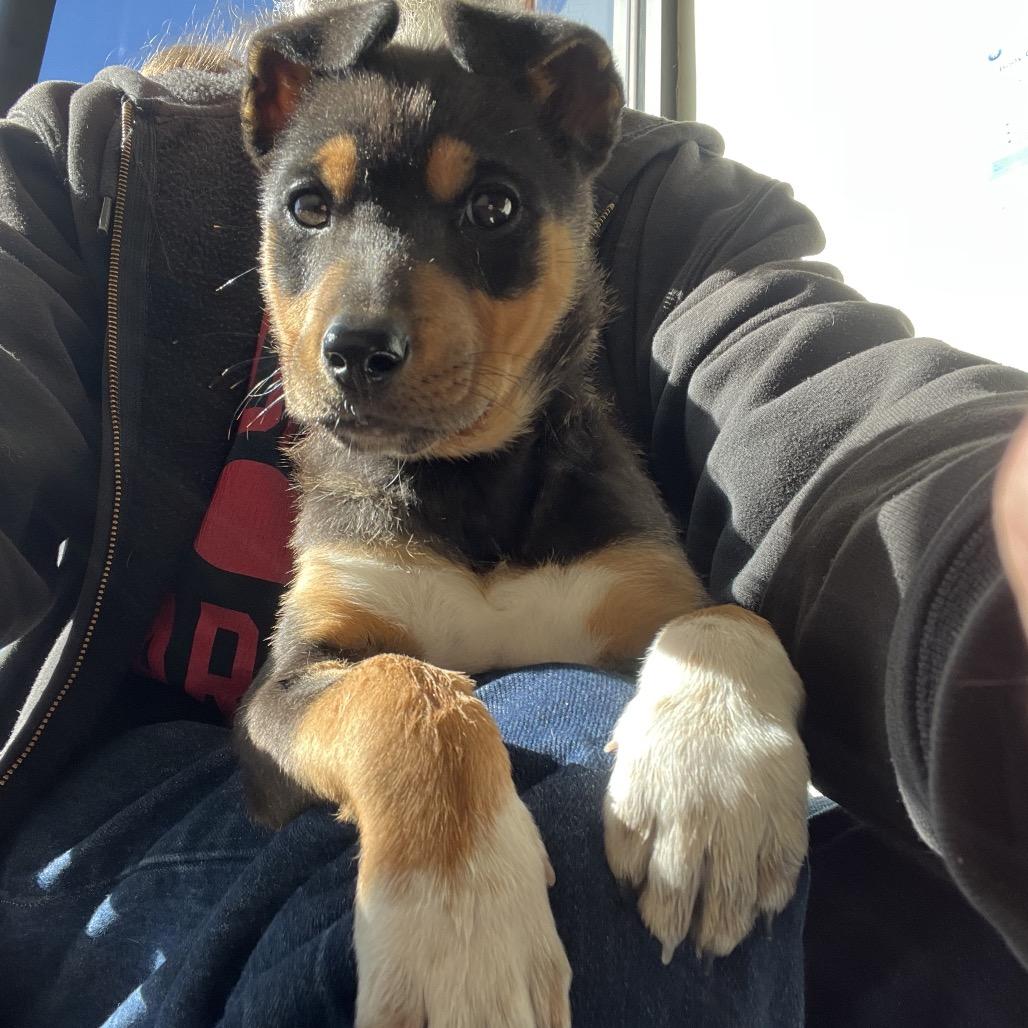 Deandra-Dee Dee, a Adoptable mixed breed in Tuba City, AZ image 4/6