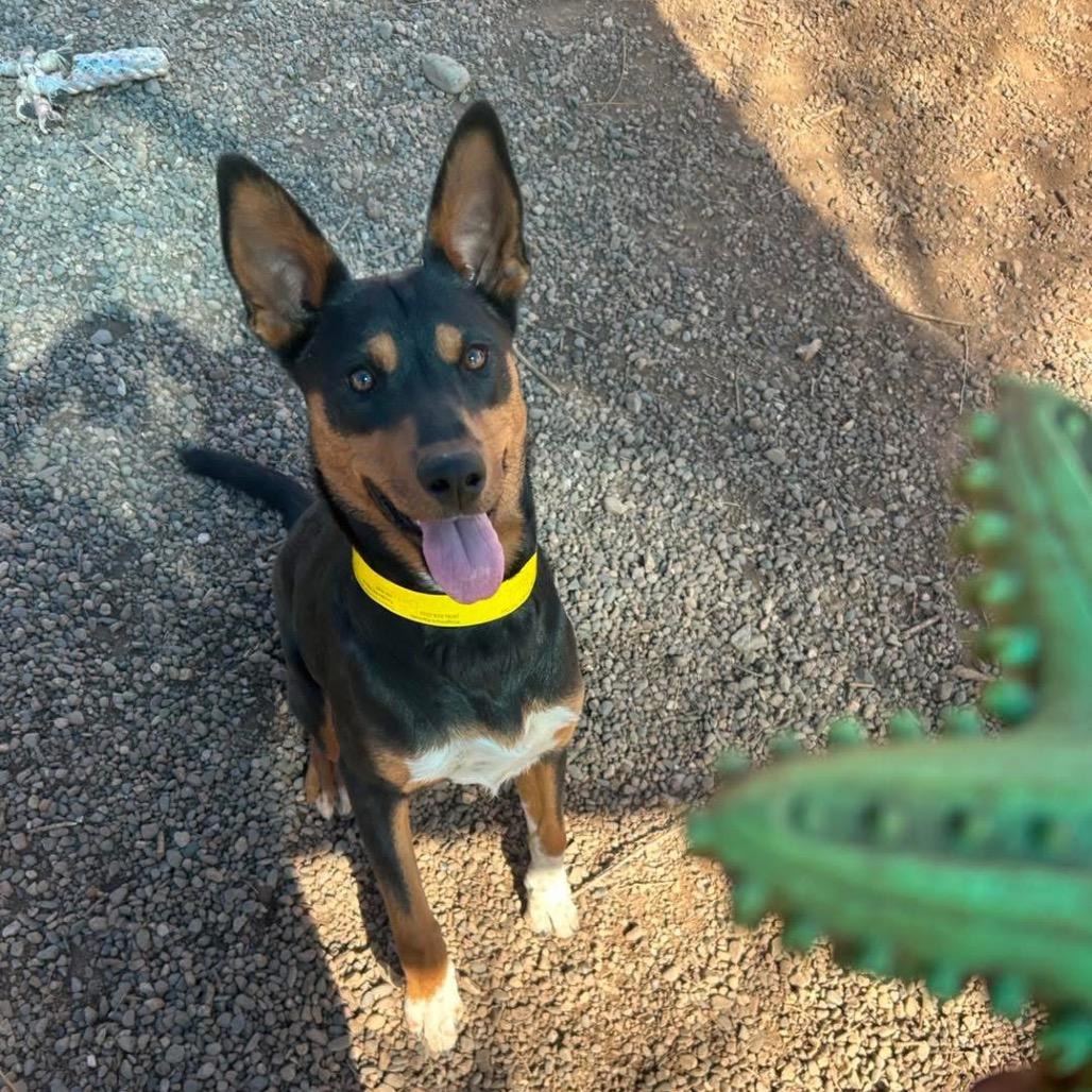 Deandra-Dee Dee, a Adoptable mixed breed in Tuba City, AZ image 6/6