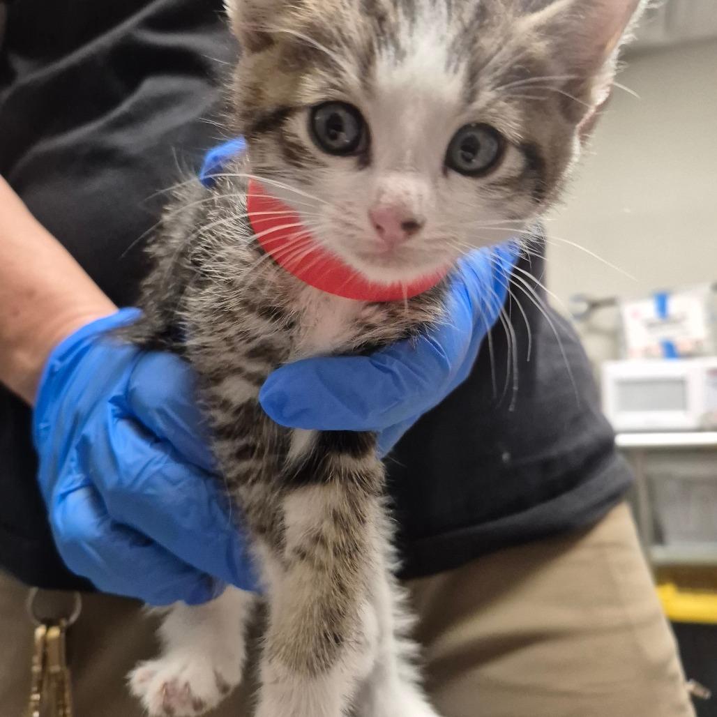 La Jolla/Dolly, a Adoptable Domestic Short Hair in Yuma, AZ image 1/2