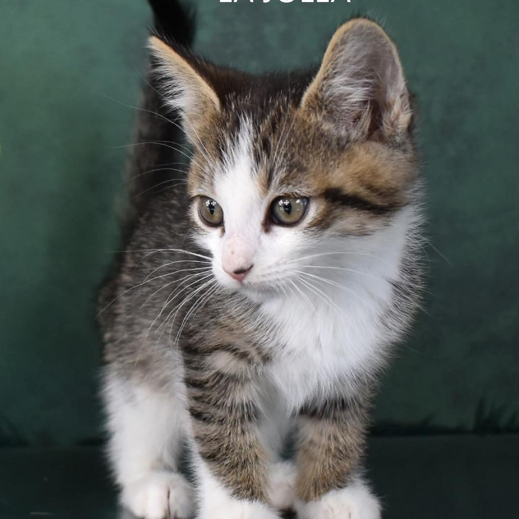 La Jolla/Dolly, a Adoptable Domestic Short Hair in Yuma, AZ image 2/2