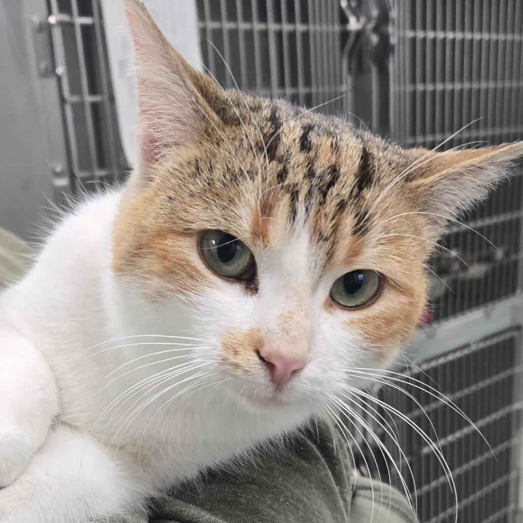 Tundra, Adoptable, Adult Female Domestic Short Hair.