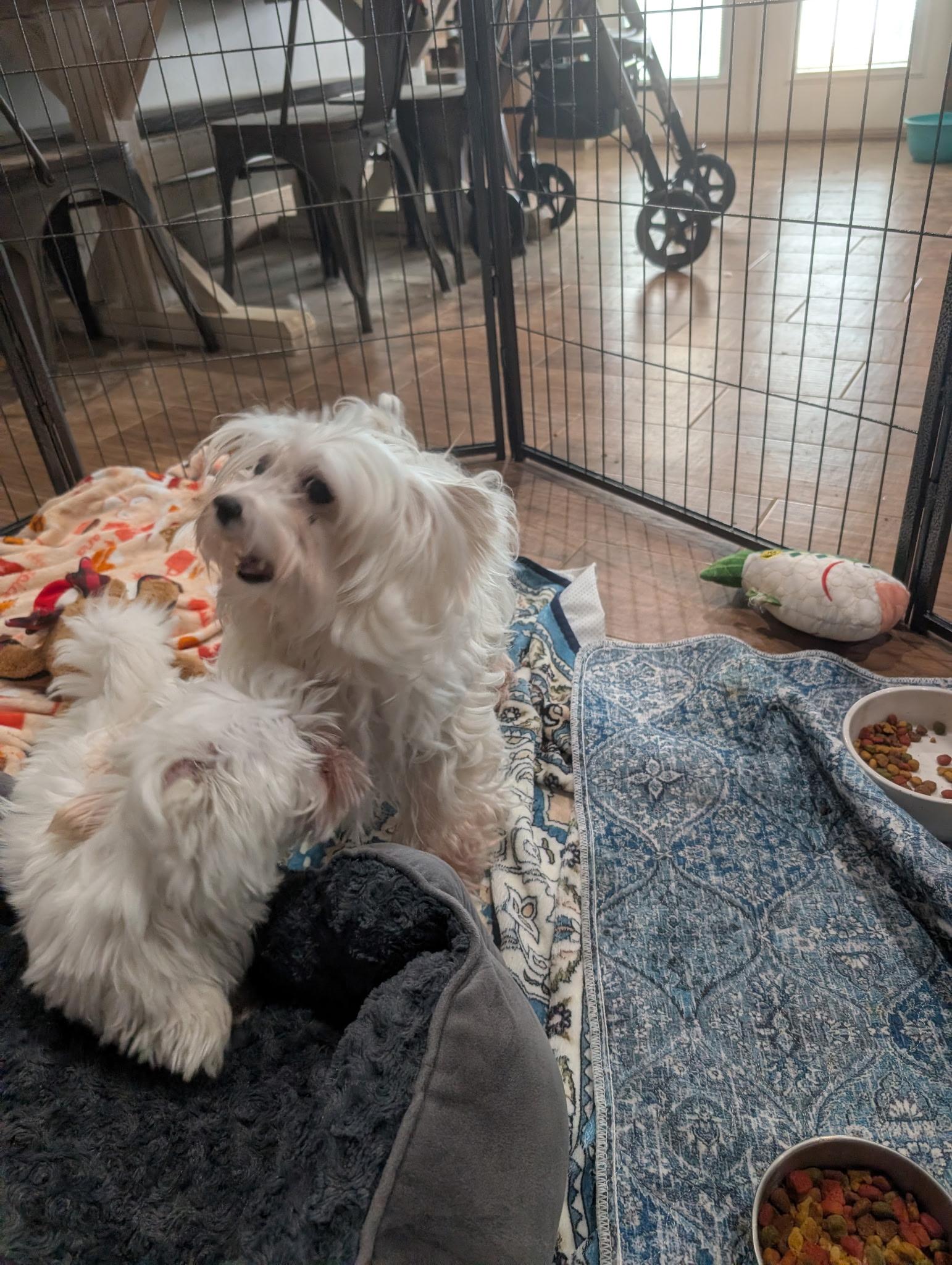 MARVIN & MAMA IVORY, a ADOPTABLE Maltese in Chicopee, MA image 2/4