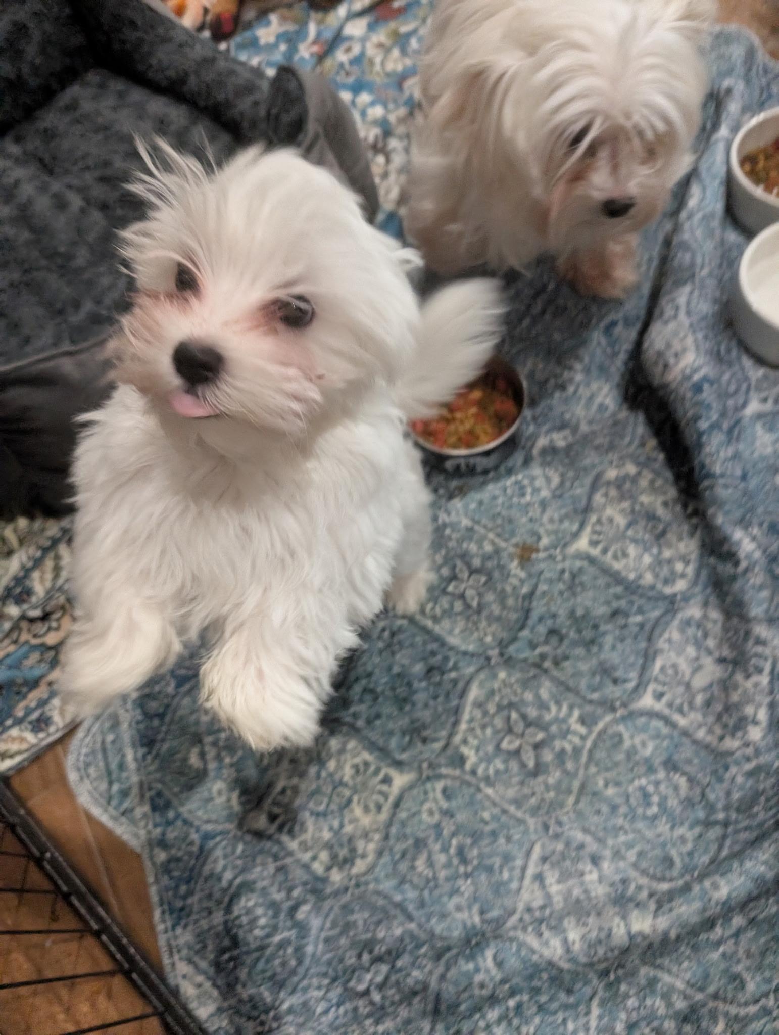 MARVIN & MAMA IVORY, a ADOPTABLE Maltese in Chicopee, MA image 4/4