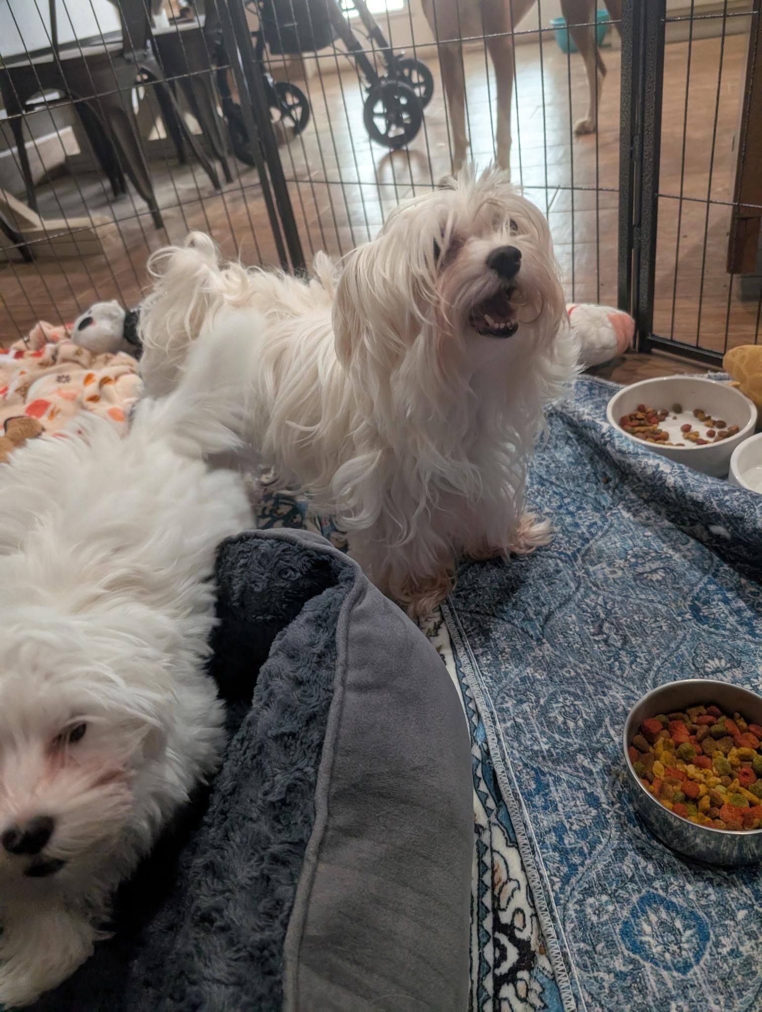 MARVIN & MAMA IVORY, ADOPTABLE, Puppy Male Maltese.