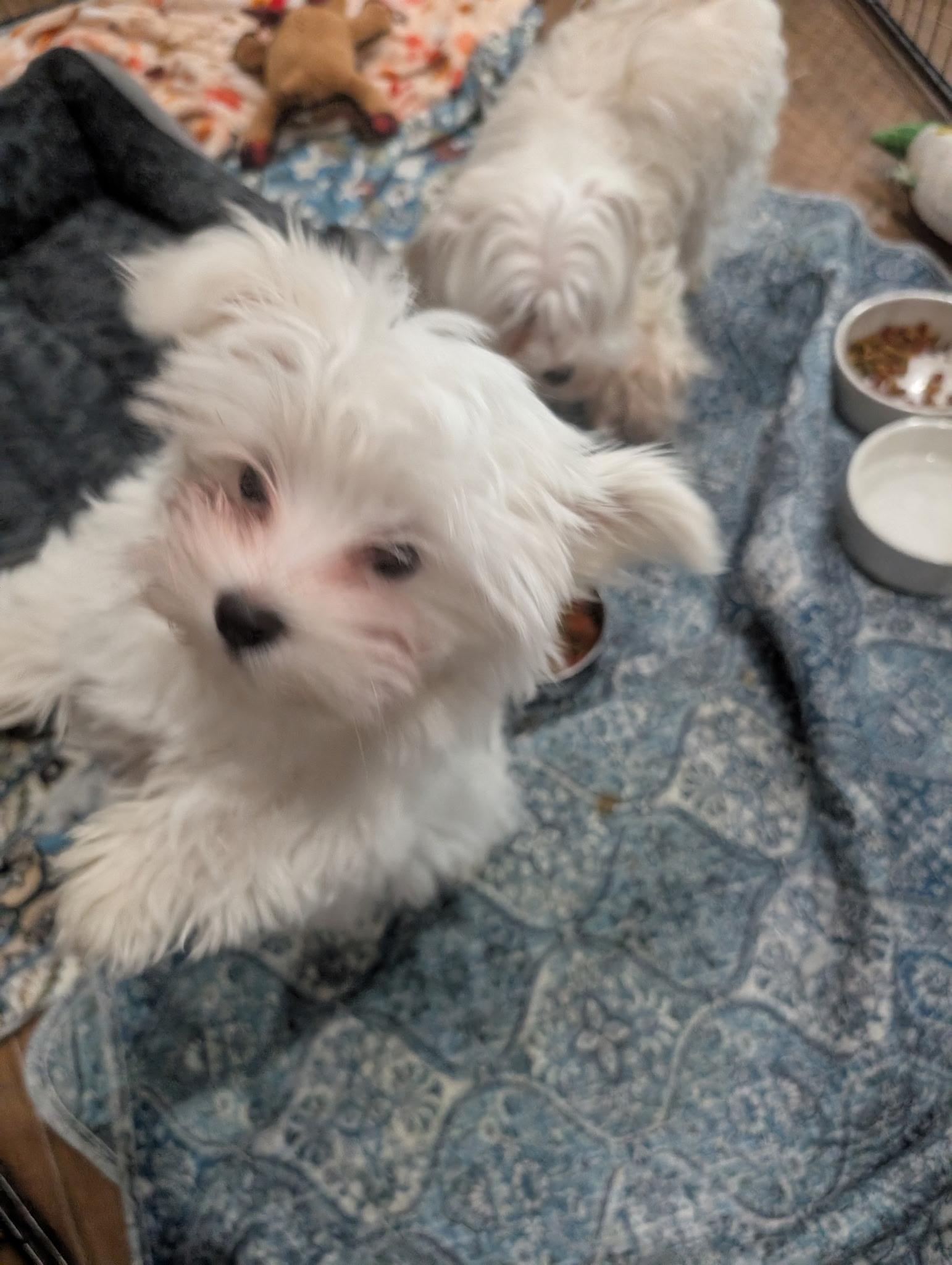 MARVIN & MAMA IVORY, a ADOPTABLE Maltese in Chicopee, MA image 3/4
