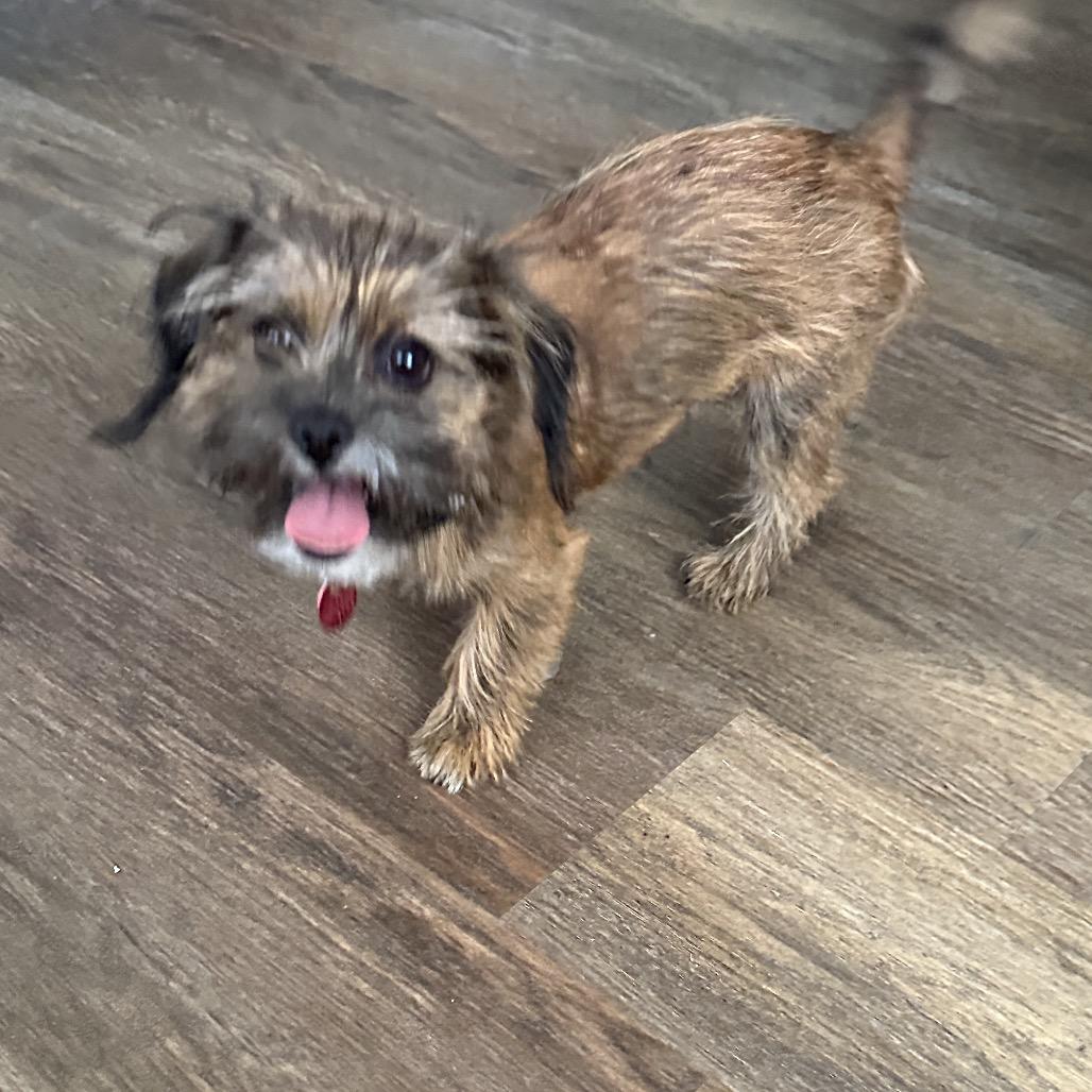 Reilly, Adoptable, Young Male Yorkshire Terrier & Pekingese.
