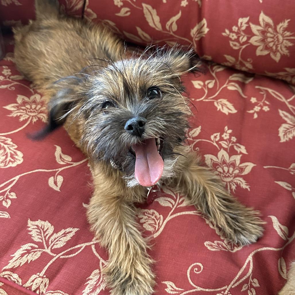 Enlarge Reilly, a Adoptable mixed breed in Las Vegas, NV image 2/3