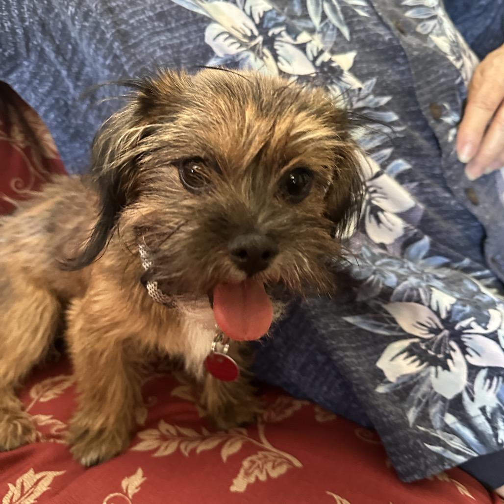 Enlarge Reilly, a Adoptable mixed breed in Las Vegas, NV image 3/3