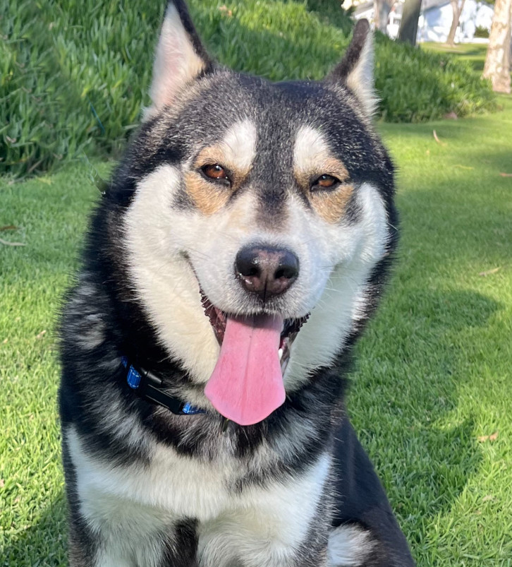 George - Courtesy Post 2