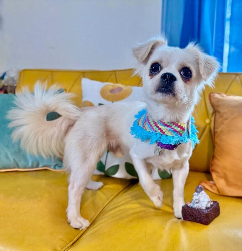 Ricky Ricardo — thumbnail 2