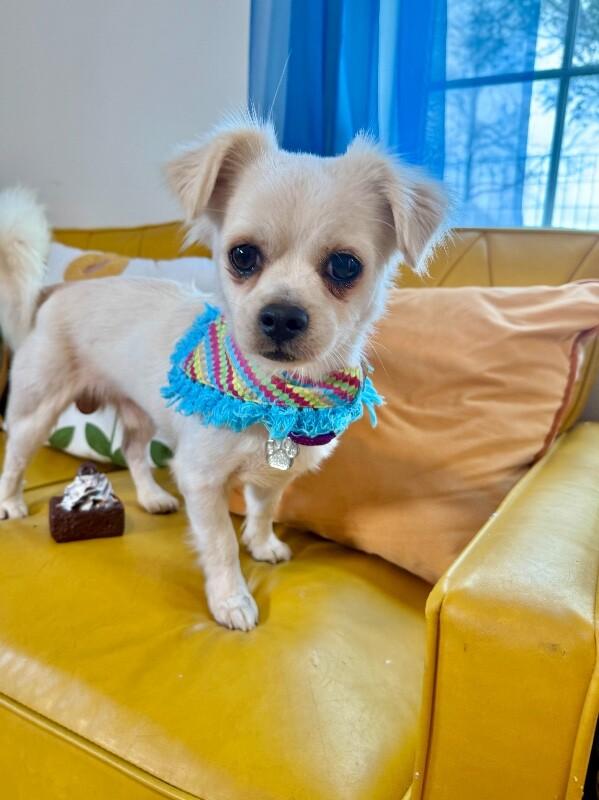 Ricky Ricardo — thumbnail 4