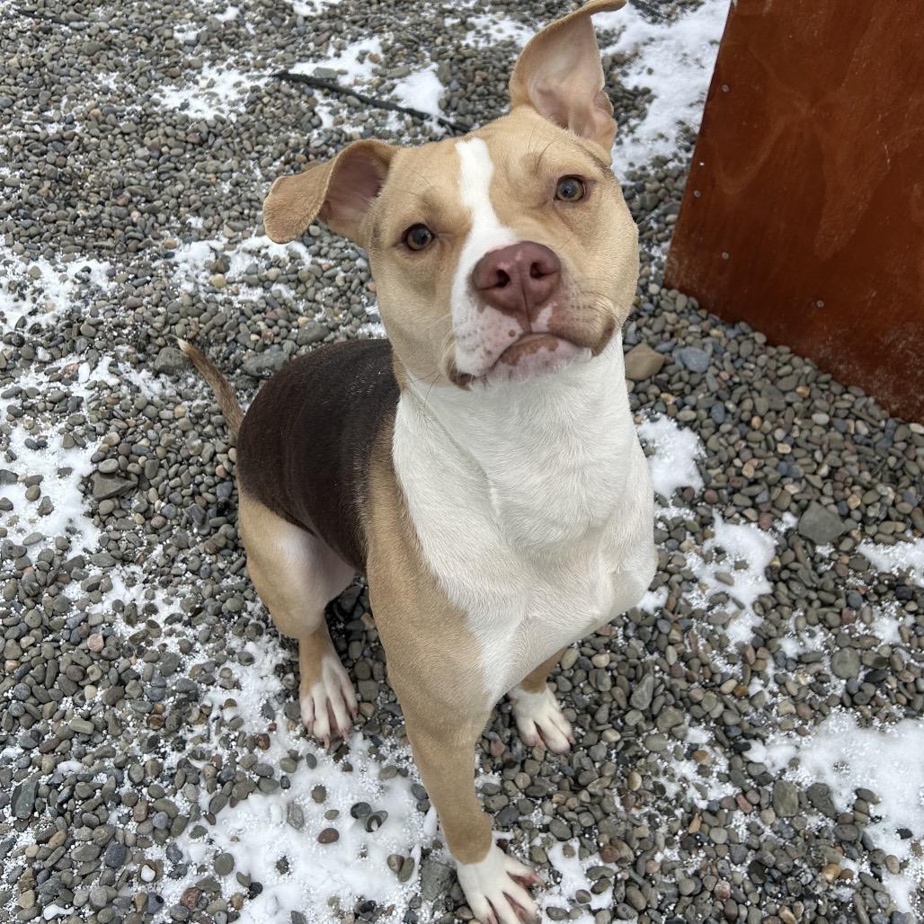 Bark Twain, Adoptable, Adult Male Mixed Breed.