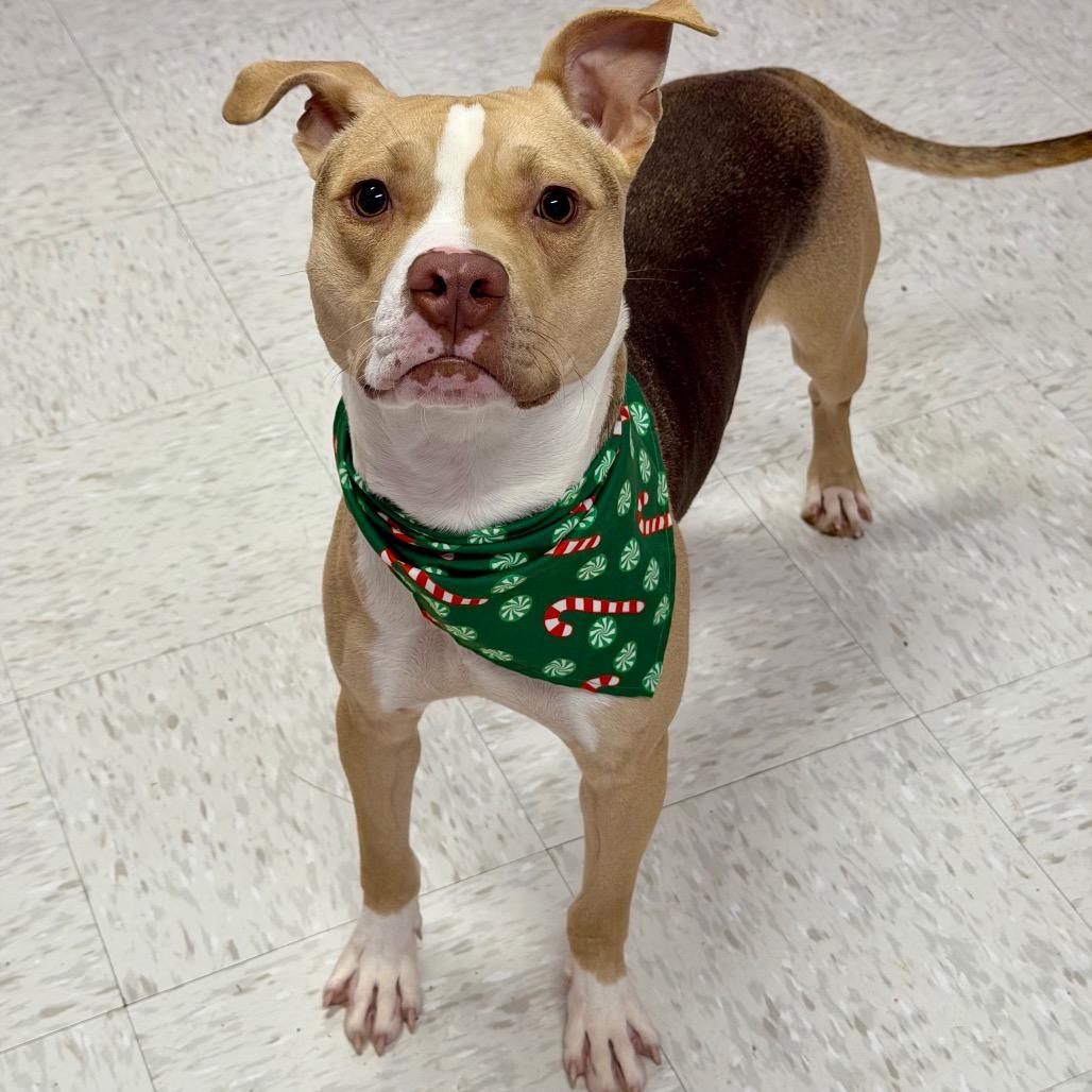 Bark Twain, Adoptable, Adult Male Mixed Breed.