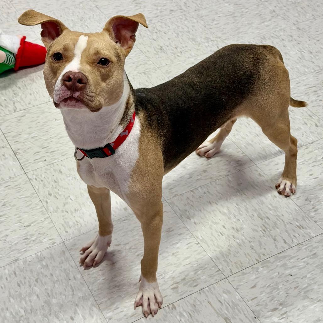 Bark Twain, Adoptable, Adult Male Mixed Breed.