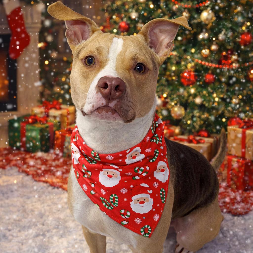 Enlarge Bark Twain, a Adoptable Mixed Breed in Binghamton, NY image 2/6