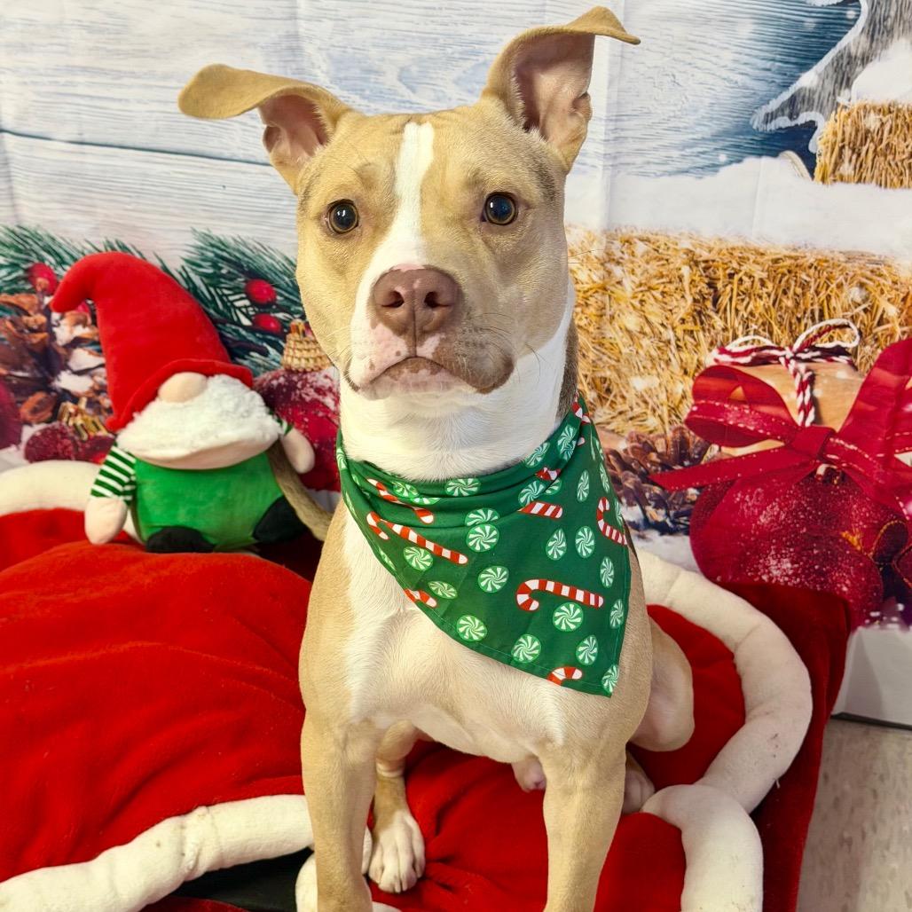 Enlarge Bark Twain, a Adoptable Mixed Breed in Binghamton, NY image 2/6