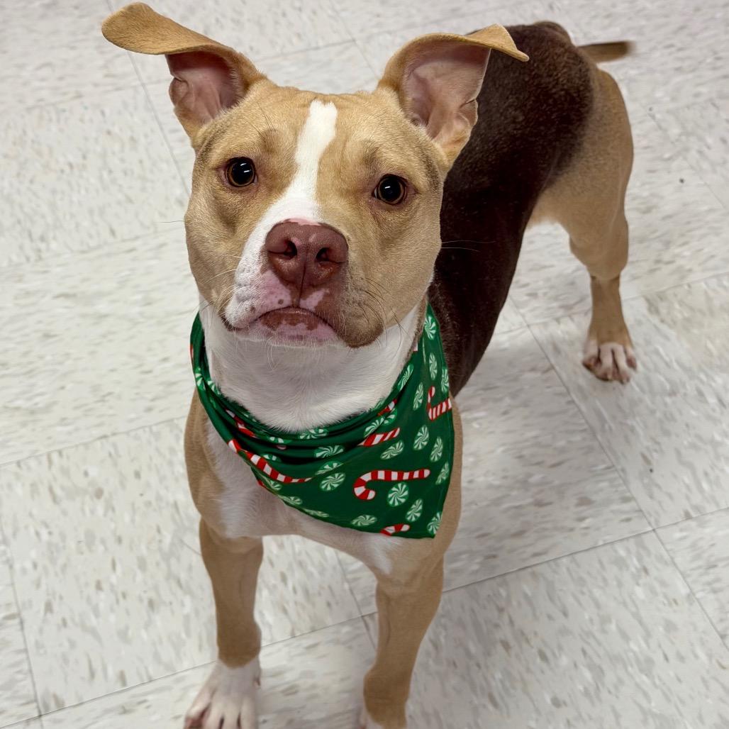Enlarge Bark Twain, a Adoptable Mixed Breed in Binghamton, NY image 3/6