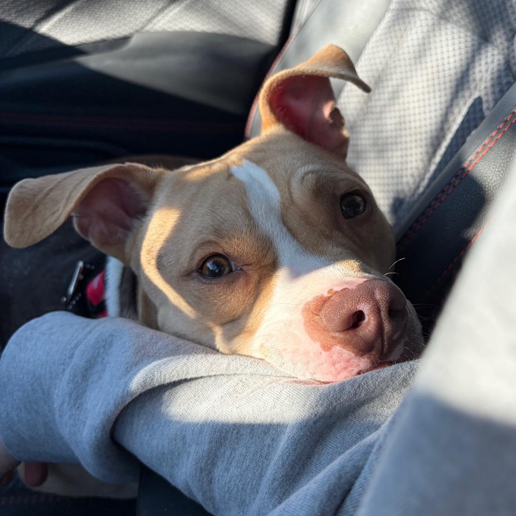 Bark Twain — thumbnail 3