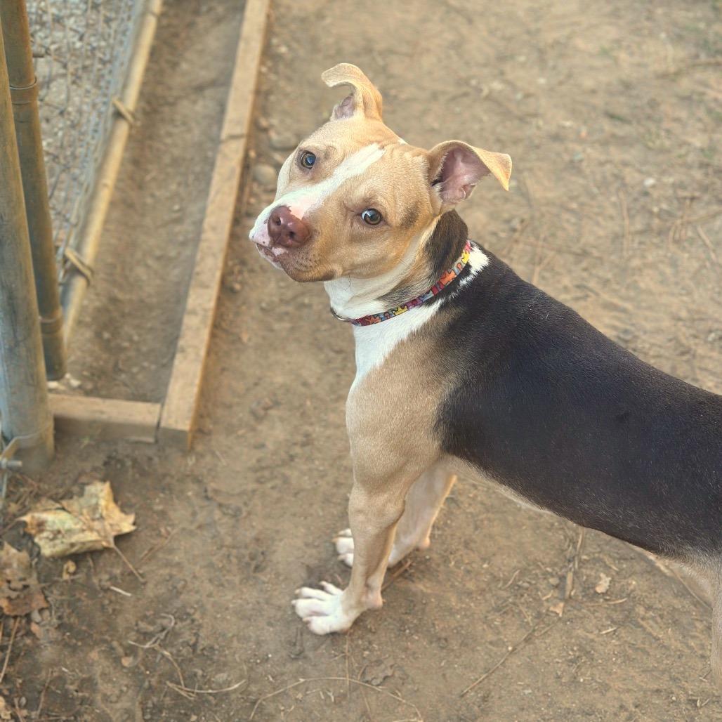 Enlarge Bark Twain, a Adoptable Mixed Breed in Binghamton, NY image 4/6