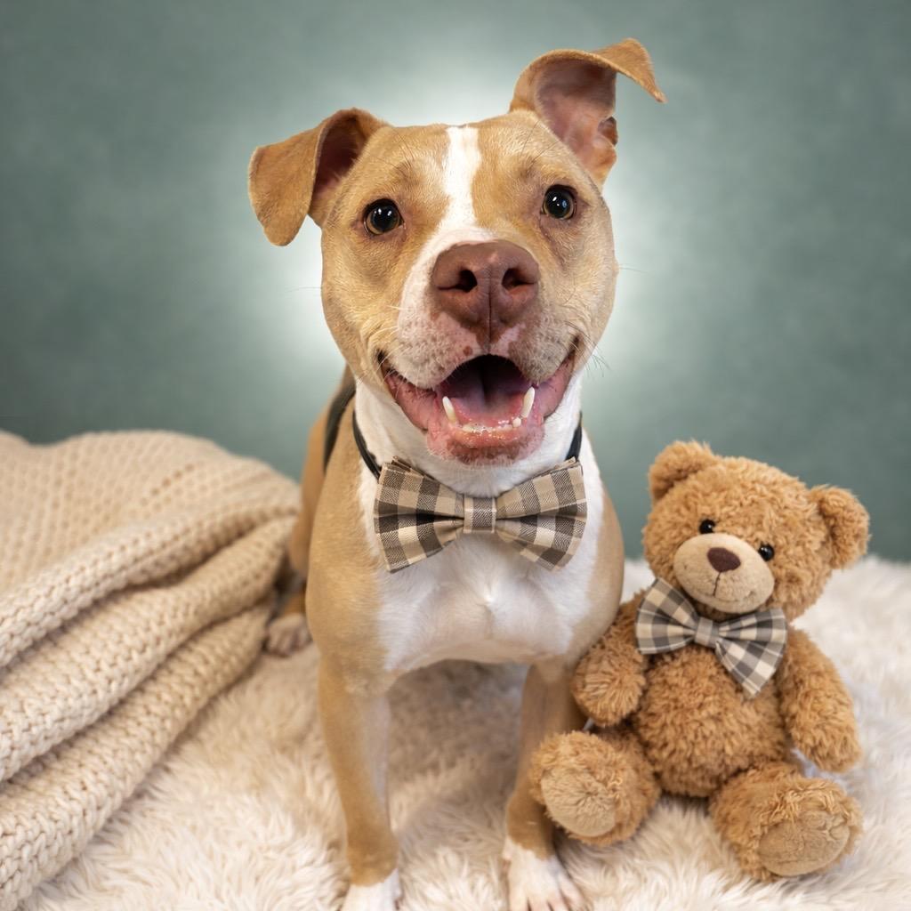 Bark Twain — thumbnail 4