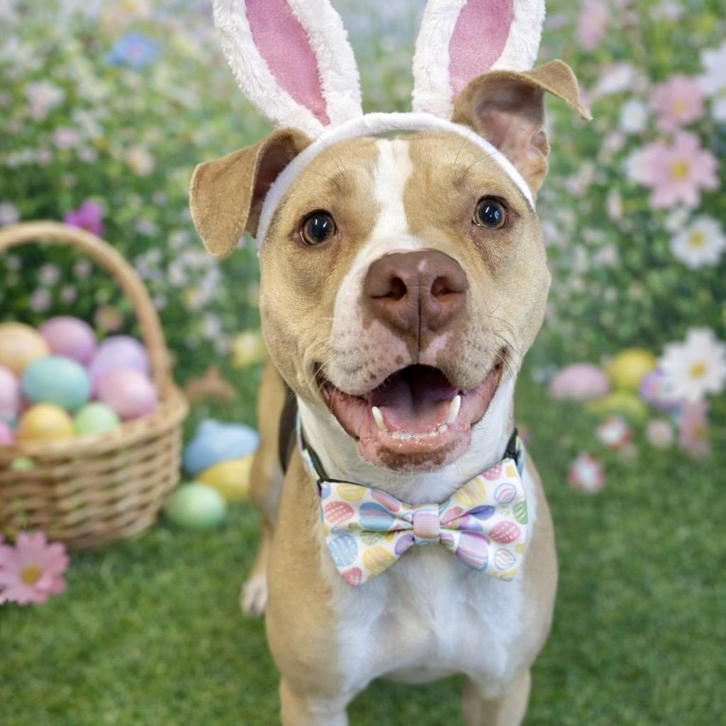 Enlarge Bark Twain, a Adoptable Mixed Breed in Binghamton, NY image 4/6