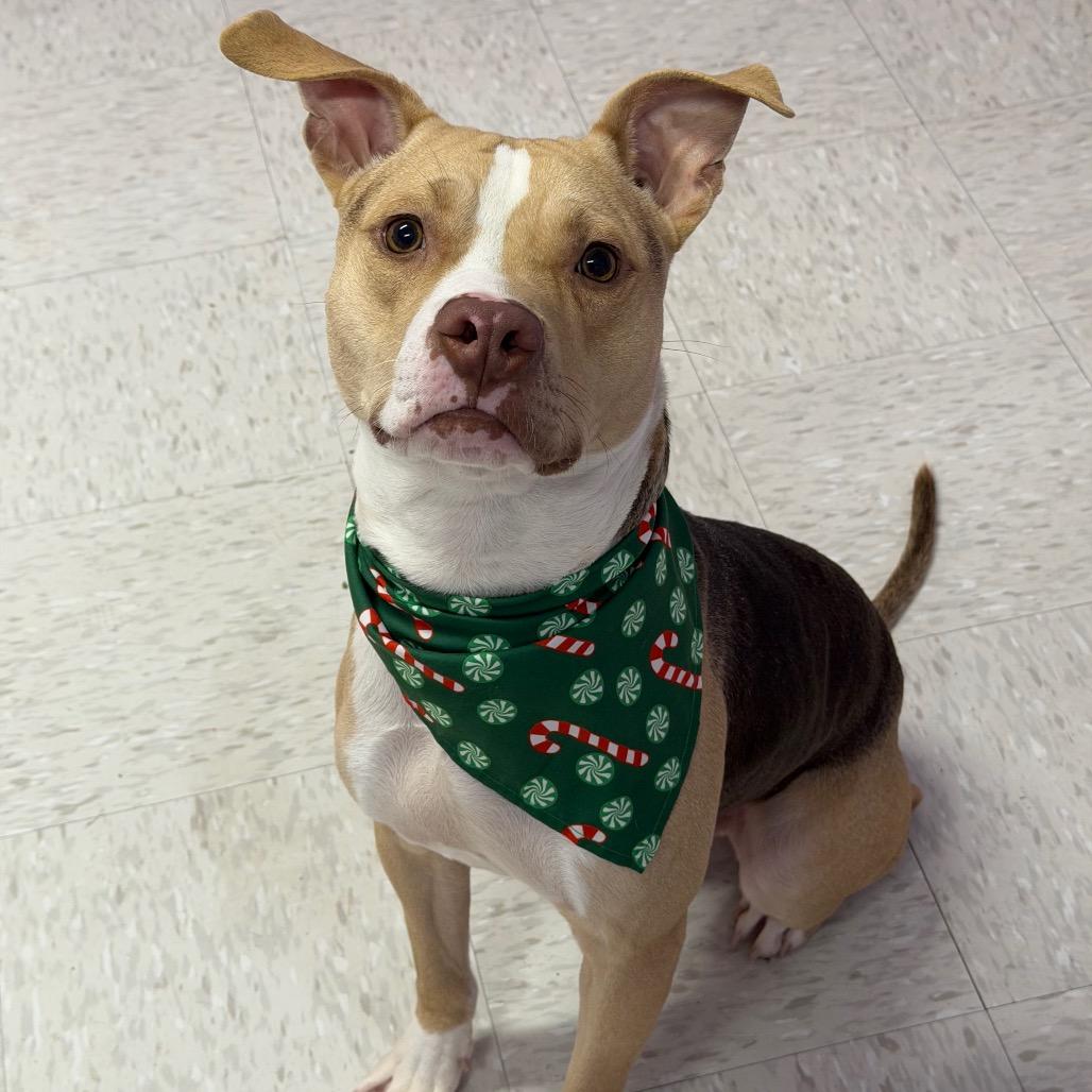 Enlarge Bark Twain, a Adoptable Mixed Breed in Binghamton, NY image 5/6