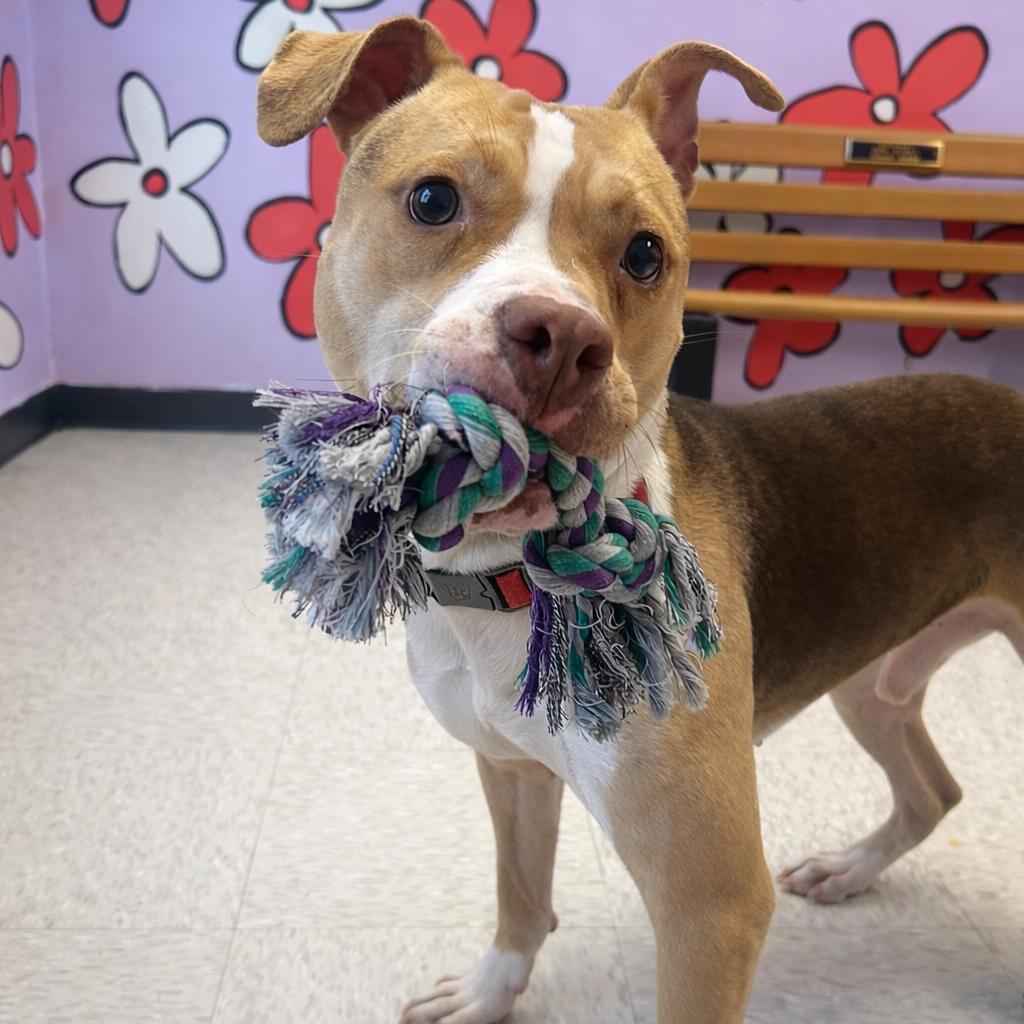 Enlarge Bark Twain, a Adoptable Mixed Breed in Binghamton, NY image 5/6