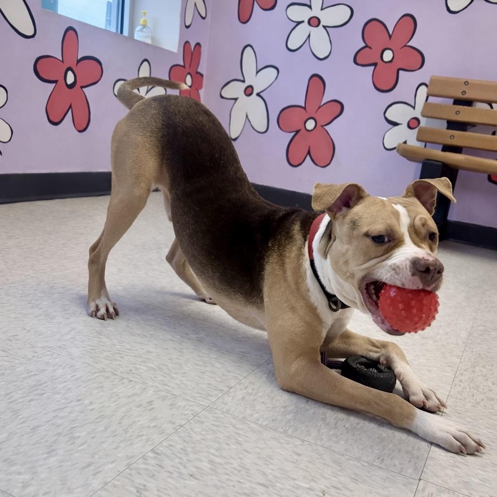 Enlarge Bark Twain, a Adoptable Mixed Breed in Binghamton, NY image 6/6