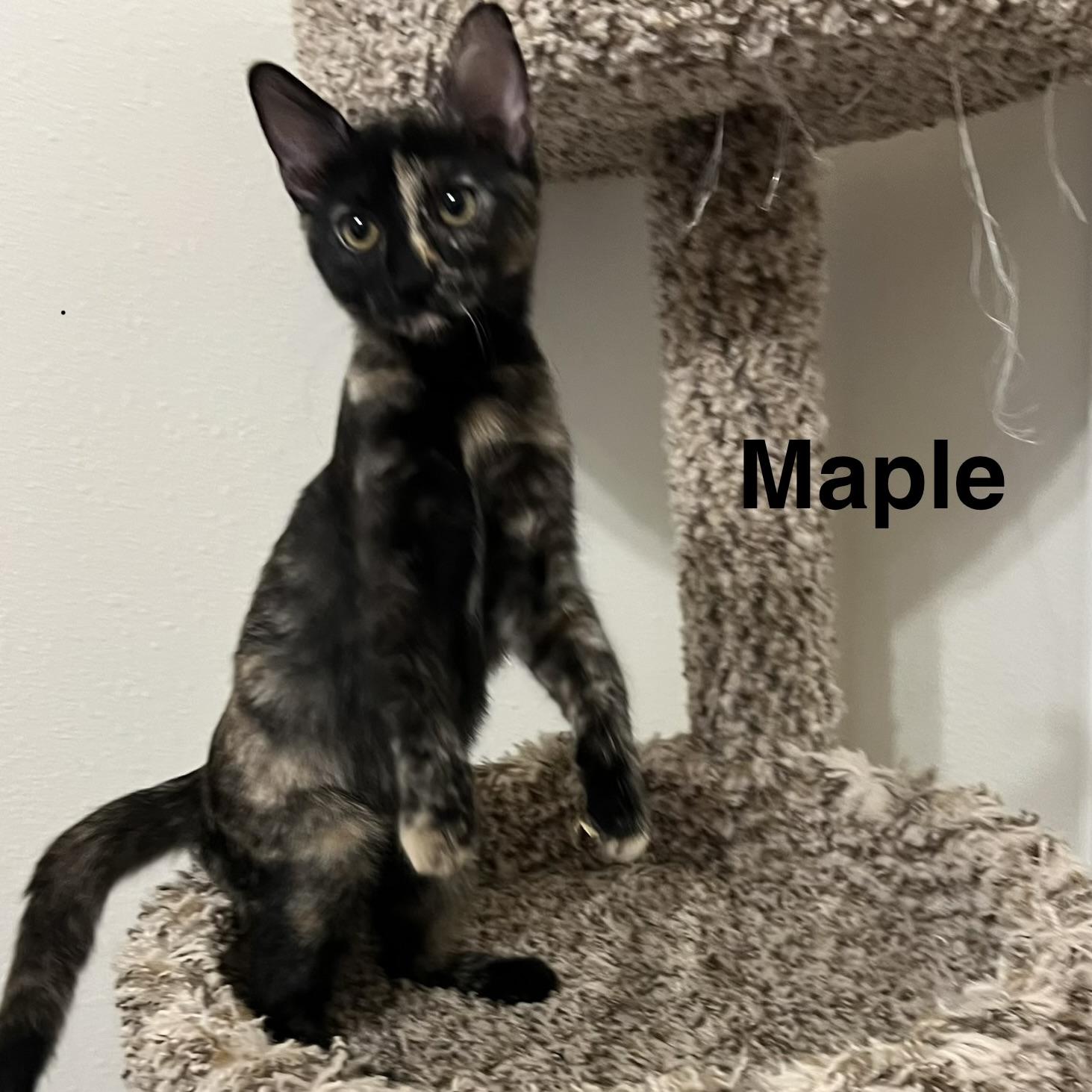 Enlarge Maple, a Adopted Domestic Short Hair in FREDERICKSBURG , VA image 4/6